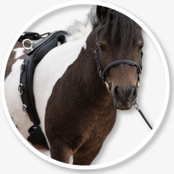 Shetty / Pony Longiergurt / Doppellongengurt
