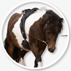 Shetty / Pony Longiergurt / Doppellongengurt